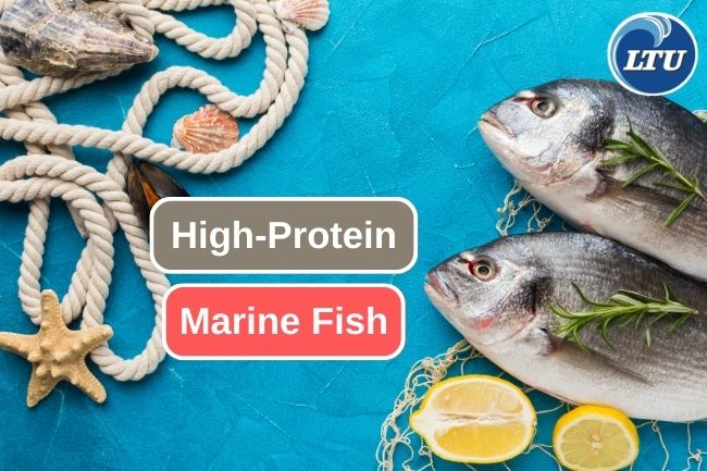 A Deep Dive into High-Protein Marine Fish